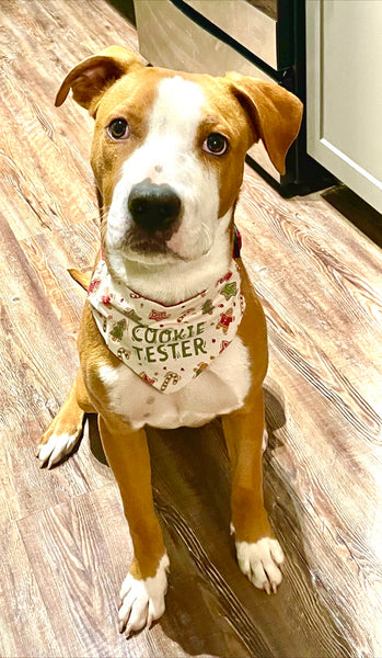 MEET BAKER! Our New Best Friend and OFFICIAL Dog Cookie Taste Tester